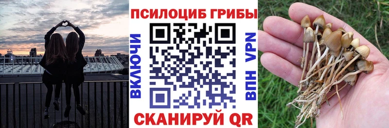 Псилоцибиновые грибы Cubensis  MEGA онион  Тверь 